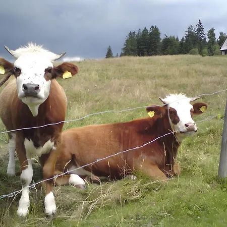 Erlenhof Apartment *